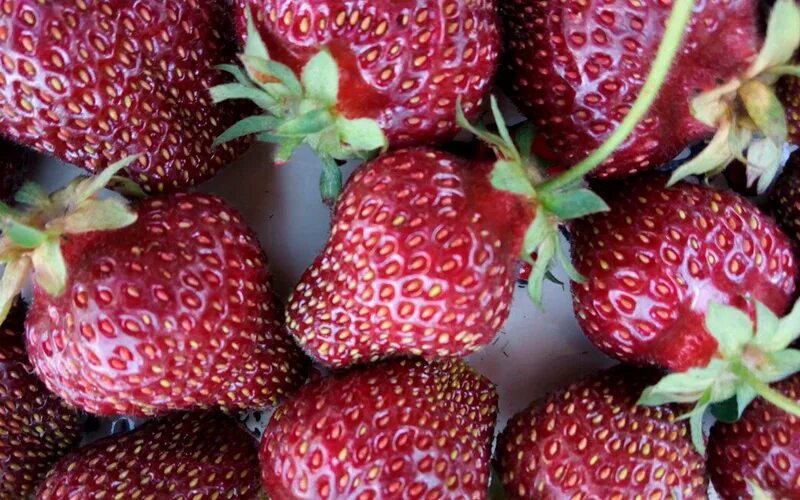 Клубника ремонтантная флорена. Сорт клубники рубиновый кулон. Клубника рубиновый кулон. Клубника садовая рубиновый кулон. Клубника садовая рубиновый кулон.
