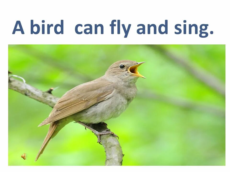 I a bird перевод. A Bird can Fly. Презентация к уроку английского языка 2 класс animals. A Bird can Sing. A Bird can Fly на уроке английского языка.