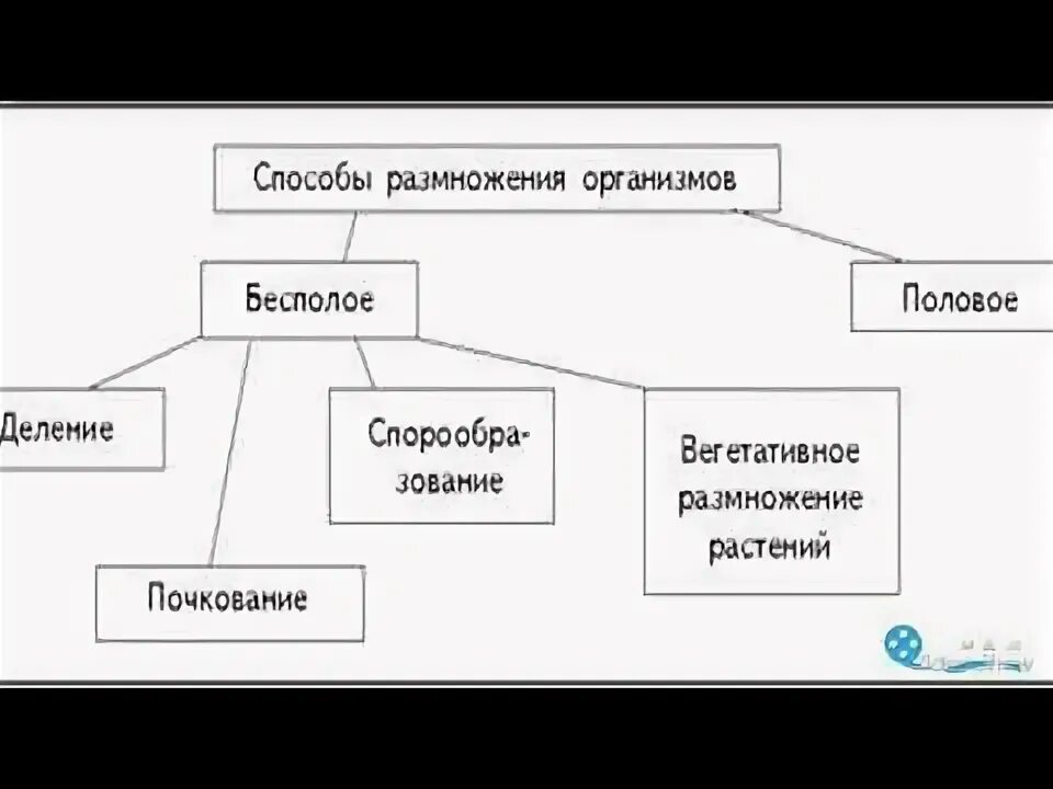 Изобразите разнообразие способов размножения в виде схемы. Способы размножения схема 6 класс биология. вегетативное размножение схема 6. схема способы размножения растений 6 класс биология. схема виды размножения растений 6 класс.