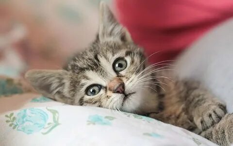 Котики мил мил