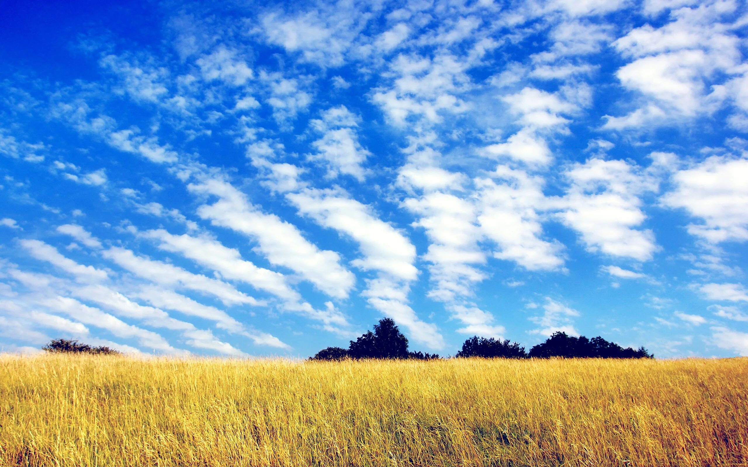 Песню небо голубое поле. Поле и небо. Красивые облака. Небо с облаками. Пейзаж небо.
