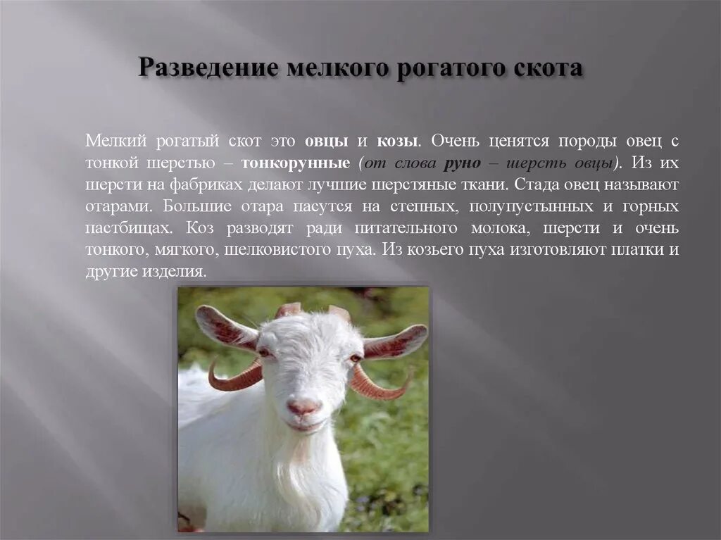 Рогатый скот примеры. Разведение крупного рогатого скота. породы мелкого рогатого скота. крупный рогатый скот и мелкий рогатый. разведение крупного и мелкого скота.