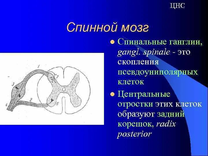 Что представляет собой ганглий. Спинномозговой ганглий. Спинномозговой ганглий гистология. Спинальных ганглиев нервной системы. Нервные узлы спинного мозга.