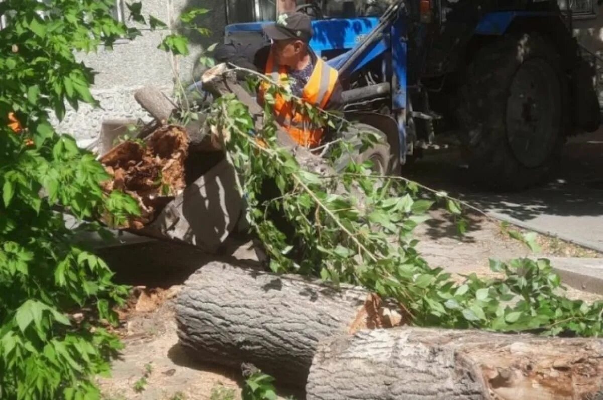 Упавшее дерево. Поваленное дерево. Дерево упало на дом. Ликвидировали упавшее дерево. Ветер упало дерево