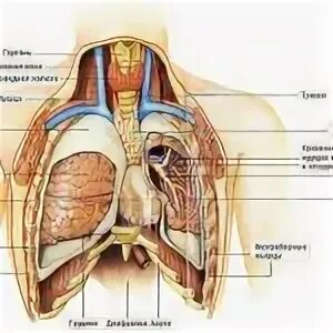Орган под правой грудью. Болит под правой грудью. С левой стороны под грудью. Боль в грудной клетке посередине.