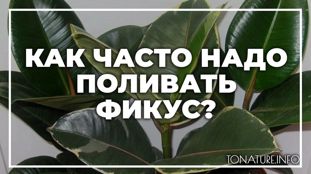 Фикус как часто поливать в домашних условиях. Фикус полив. Фикус частота полива. Часто поливать фикус. Неправильный полив фикуса.