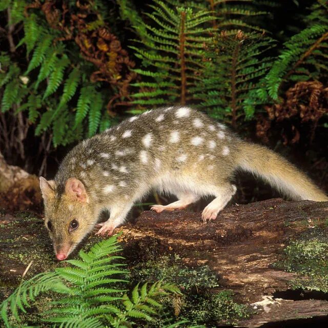 крапчатая сумчатая куница 5 букв. крапчатая сумчатая куница 5 букв. крапчатая сумчатая куница 5 букв. сумчатая куница австралии. пятнистохвостая куница.