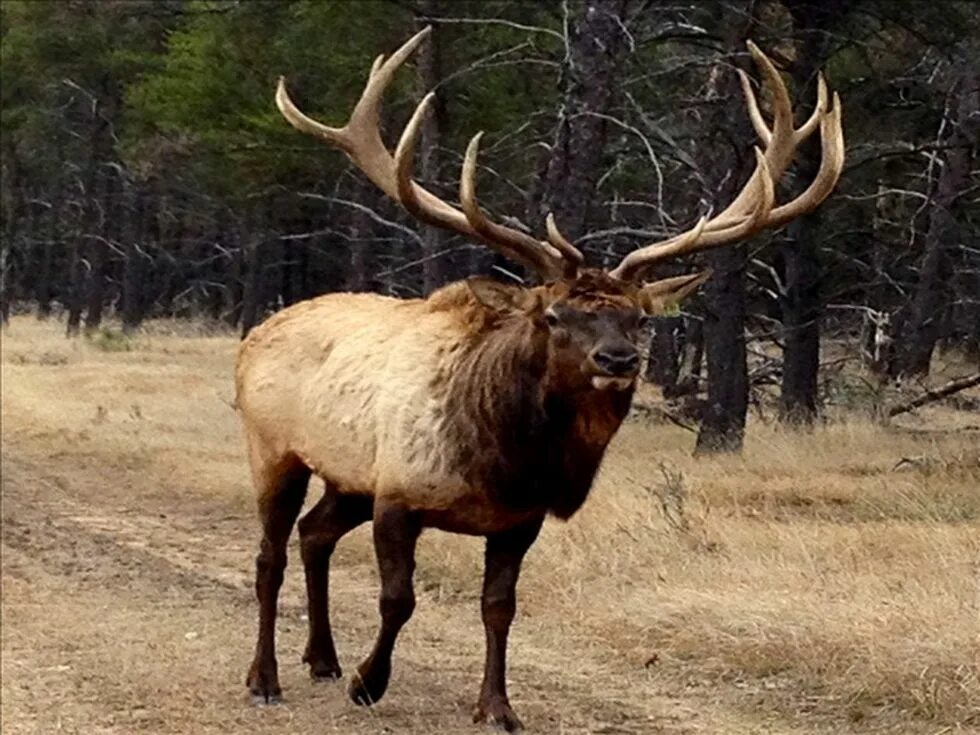 Олень и лось отличия фото. Лось от оленя. elk deer разница. лось висконсин. лось и олень фото отличия.