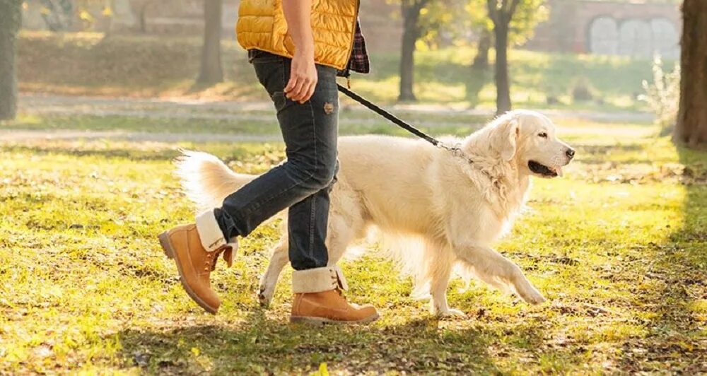 Like taking a walk. Прогулка с собакой. Гулять с собакой. Собака с хозяином на прогулке.