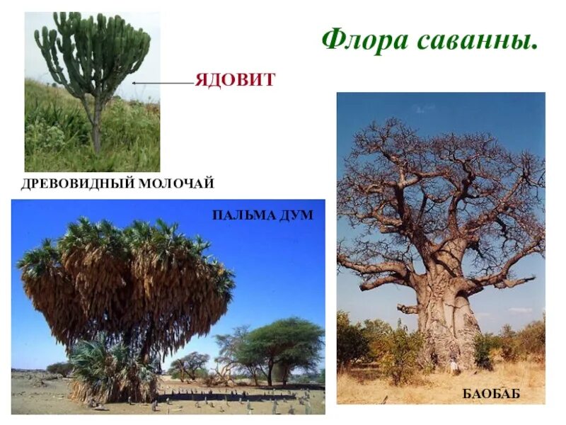 Выберите группу типичных растений экваториального леса