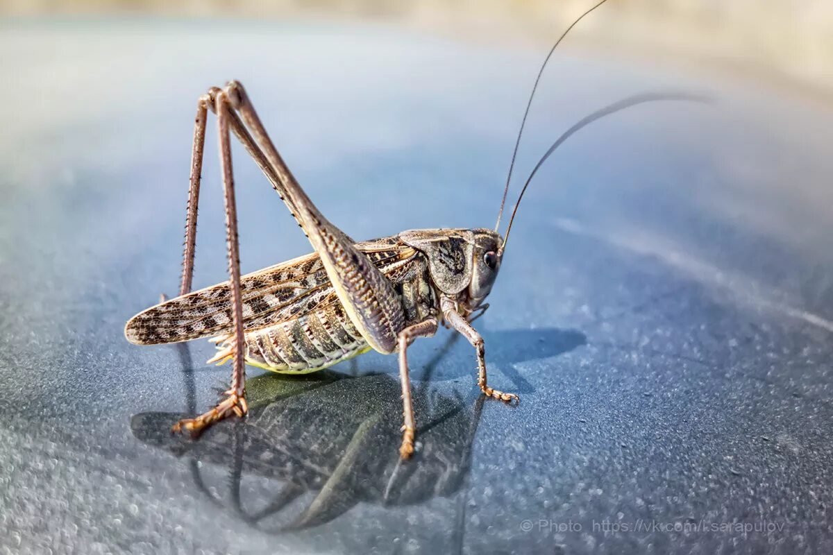 кузнечик сверчок цикада саранча. кузнечик лейххардта. сверчок аполлон. южный кузнечик. Decticus albifrons.