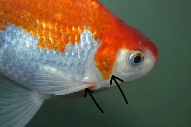 Как отличить рыбок самца от самки. Золотая рыбка самец и самка. Комета самка и самец. Золотая рыбка Комета. Кометы рыбки самка и самец.
