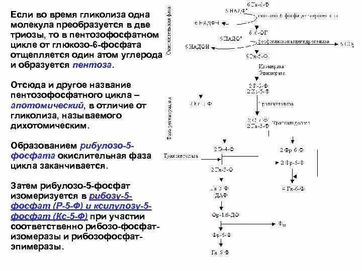 Схема гликолиза биохимия. Транскетолазы пентозофосфатного цикла. Простая схема гликолиза. Триозы биохимия это. Протекание гликолиза кольцевые