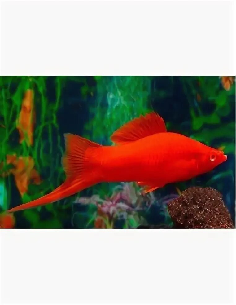 Меченосец Кубинский (Xiphophorus helleri Red Black Tuxedo)