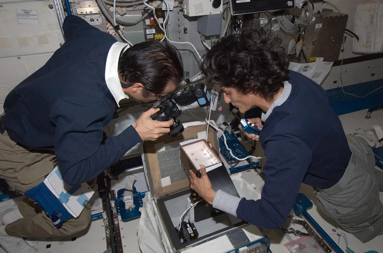 космический паук. пауки в космосе 1973. пауки в космосе. паутина пауков в космосе. насекомые в паутине.