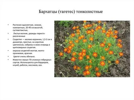 Систематика бархатцы