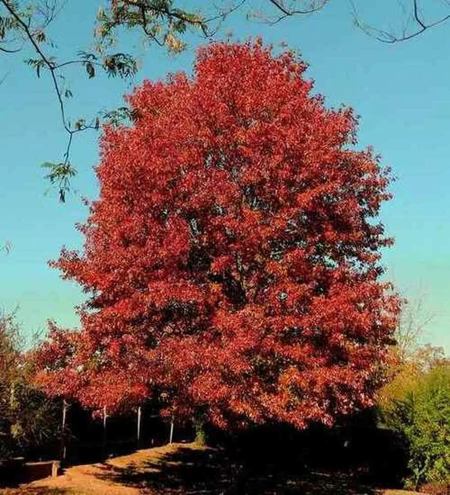 Красные деревья названия и фото. Дуб красный Quercus rubra. Дуб красный, Северный Quercus rubra. Дуб красный Ауреа. Дуб канадский краснолистный.