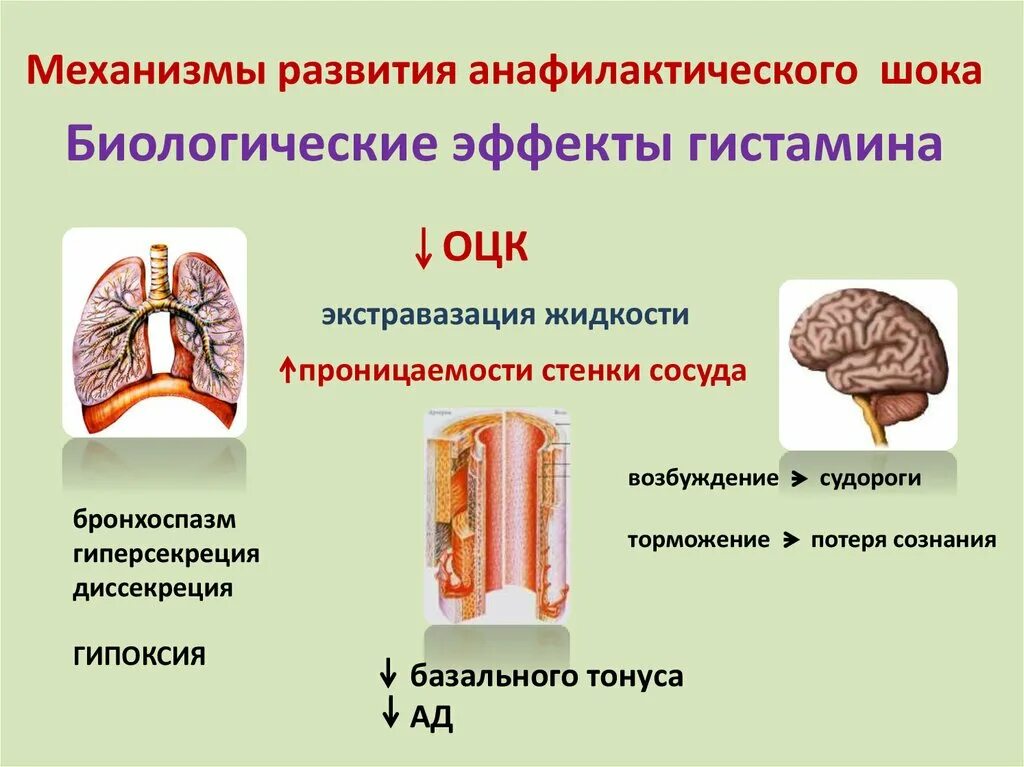 Механизм анафилактического шока. Механизм возникновения анафилактического шока. Патогенез развития анафилактического шока. Патогенетические механизмы развития анафилактического шока. Анафилактический шок патогенез