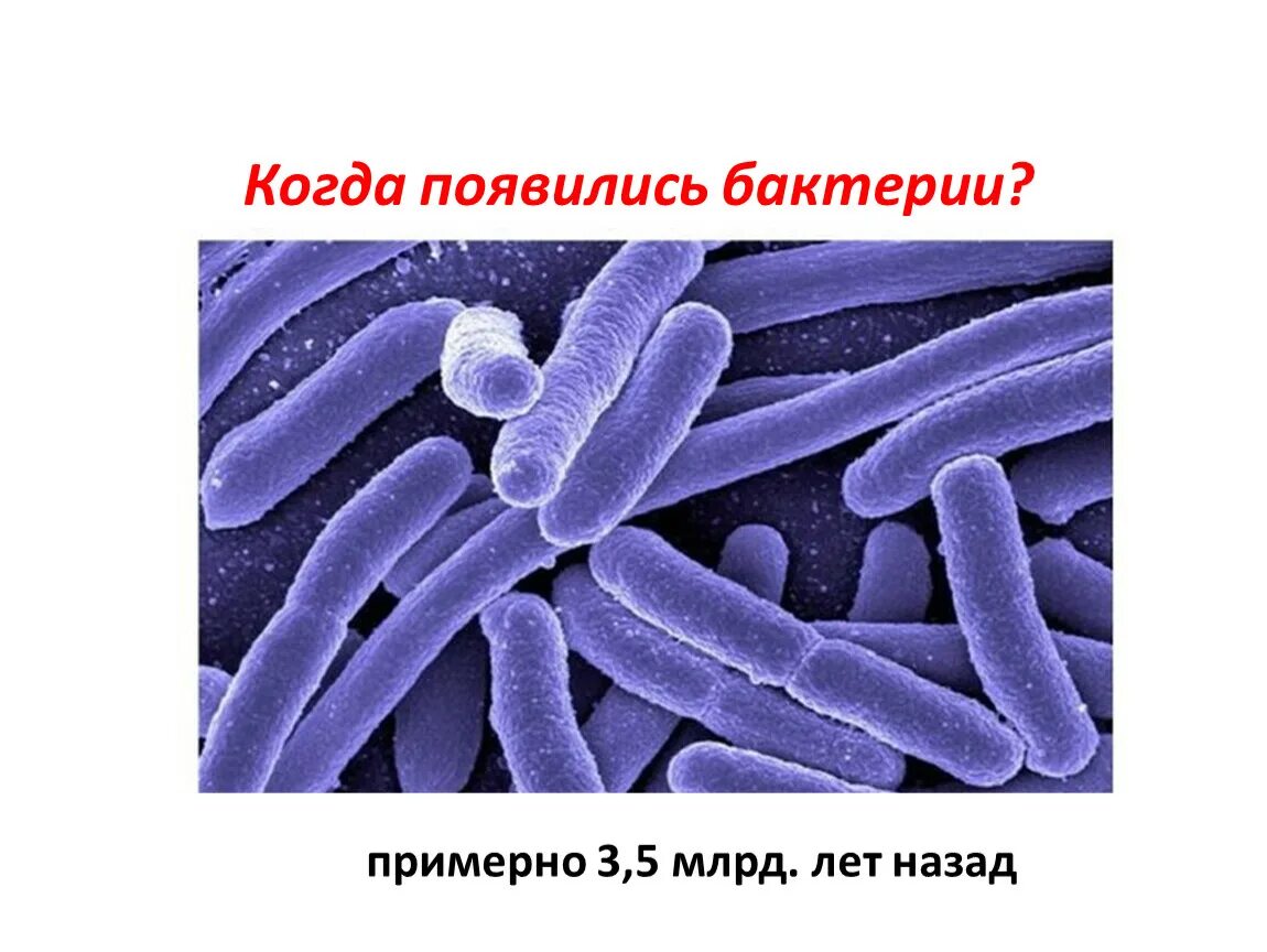 Происхождение бактерий. Царство бактерий. Бактерии 5 класс. Бактерии 5 класс биология. Царство бактерий 5 класс.