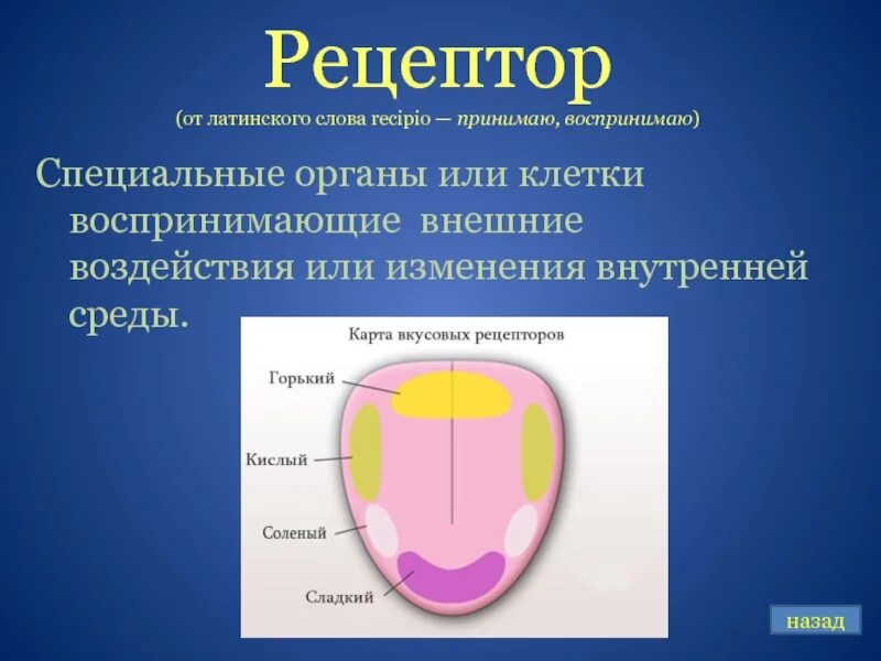 Как выглядит рецептор. Рецепторы. рецепторы анализаторов. рецептор это. вкусовые рецепторы функции.