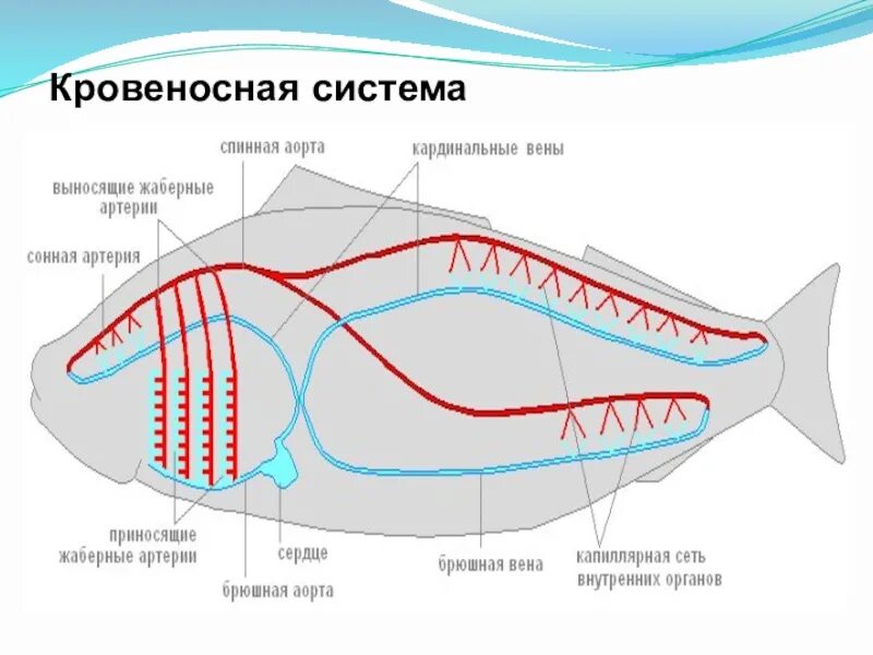 Внутреннее строение хрящевых. Кровеносная система рыб схема 7 класс. Кровеносная система система акулы. Кровеносная система хрящевых рыб схема. Строение кровеносной системы костных рыб.