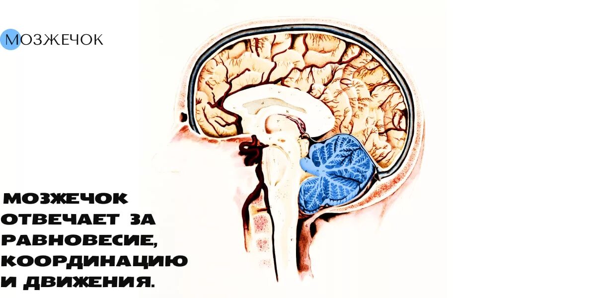 Единый мозг 3 в 1. Мозжечок. Анатомия ликворной системы. Развитие мозжечка. Что отвечает за равновесие и координацию человека.