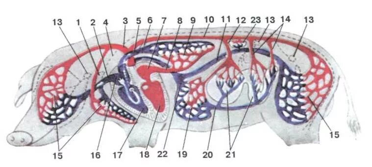 Анатомия свиньи кровеносная система. Схема расположения кровеносных сосудов свиньи. Кровеносная система поросенка схема. Строение кровеносной системы свиньи.