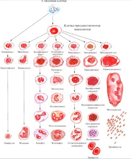 Стволовые клетки печени. Схема кроветворения стволовая клетка. Схема кроветворения гистология. Классификация стволовых клеток схема. Кровь схема кроветворения по и.л Черткову а.и Воробьеву.