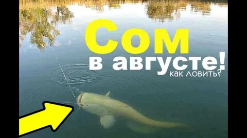 Ловля сома на куриную печень летом