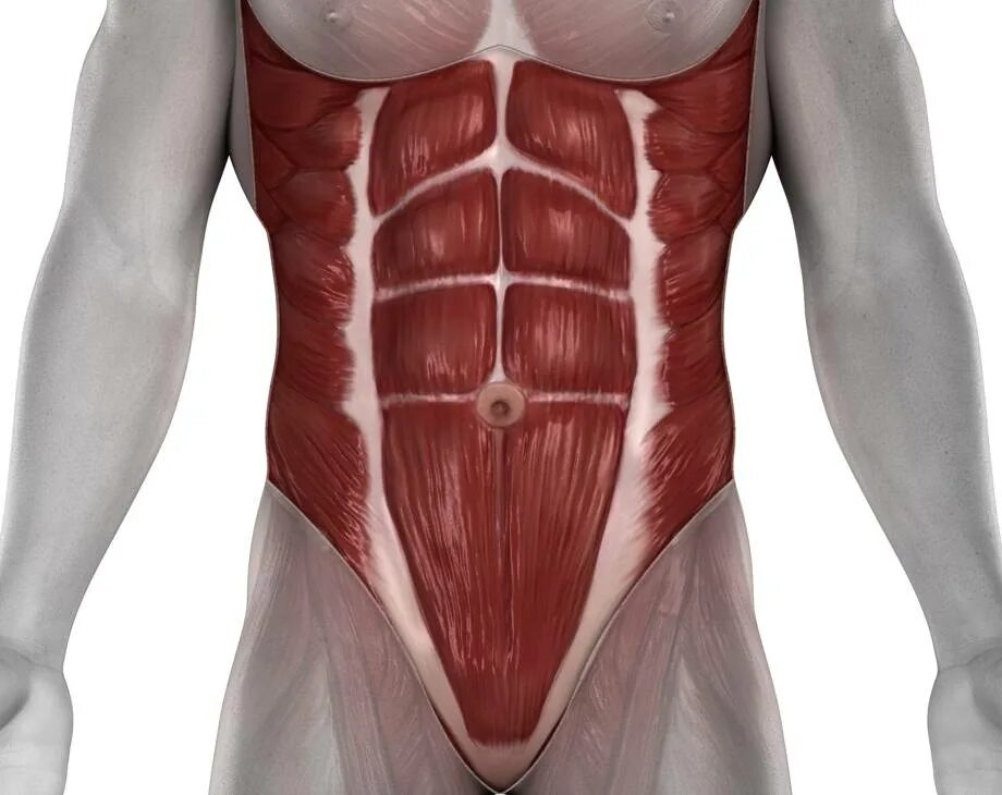 Передняя прямая мышца живота. Rectus abdominis. Мышцы живота анатомия человека. Анатомия брюшной полости человека мышцы. Мышцы брюшного пресса анатомия.