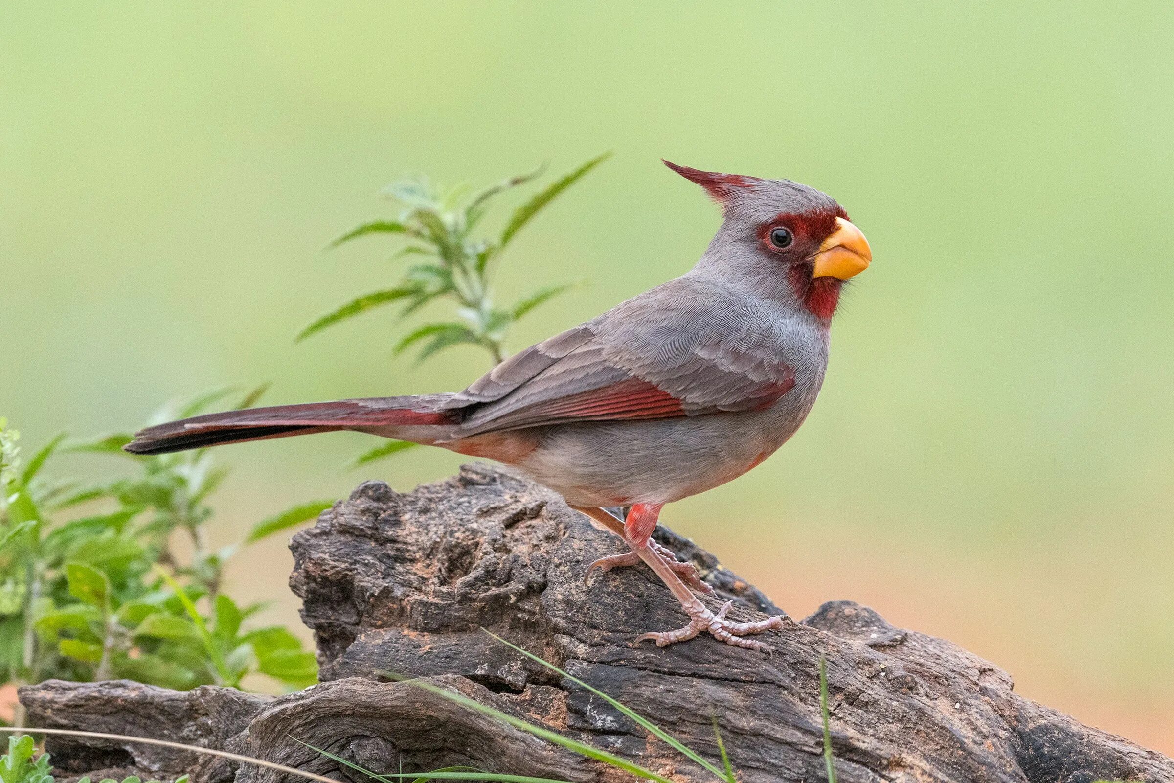 American birds. Pyrrhuloxia Bird. The rare Birds. Пустынный Кардинал. Пустынный Кардинал самец.