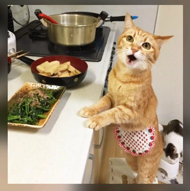 Cats kitchen. Котик с едой. Фартук кошка. Кошка на кухне. Кошка готовит.