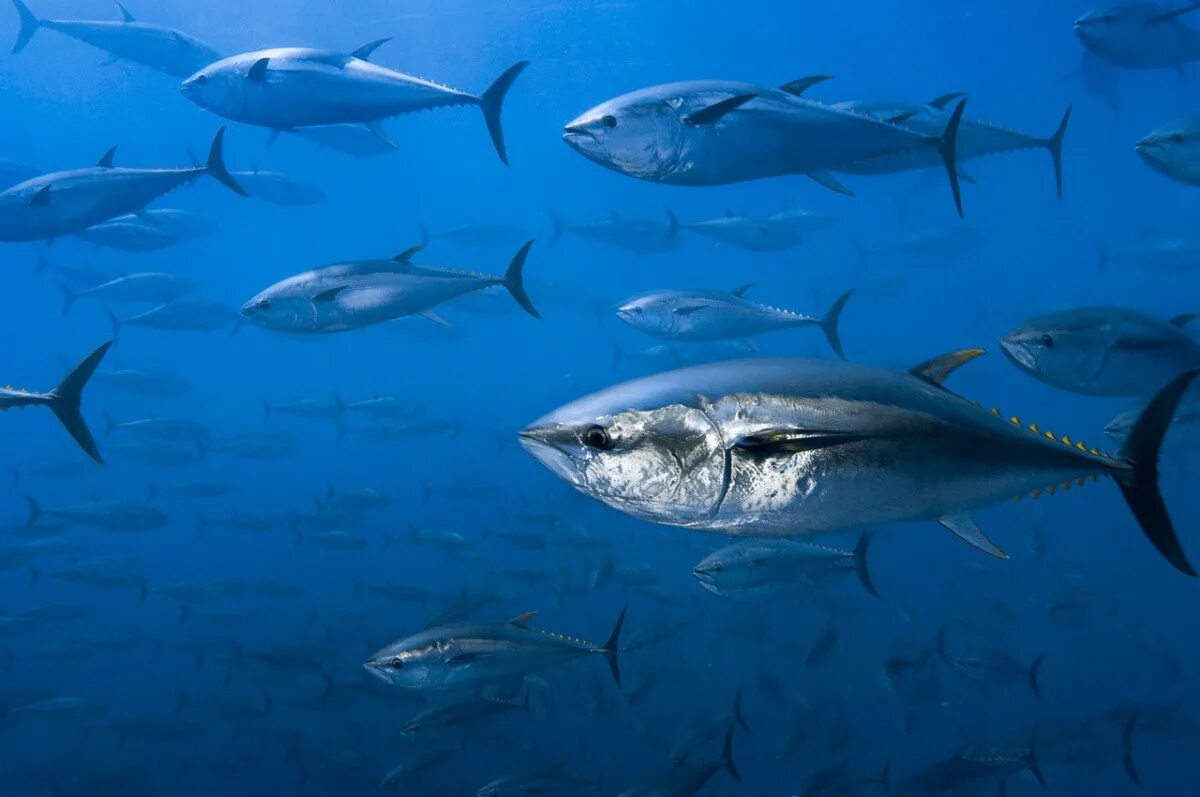 Морские рыбы в океане. Тунец Bluefin. Атлантический голубой тунец. Тихоокеанский тунец. Тихоокеанский голубой тунец.