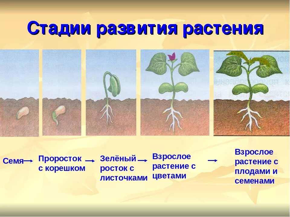 Установите последовательность этапов выращивания растения. Развитие растений. Схема роста растения. Семя проросток взрослое растение. Этапы развития фасоли.