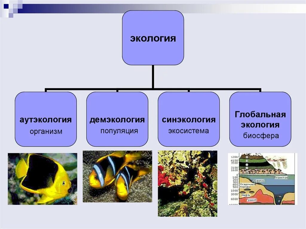 Примеры изучения экологии. Аутэкология экология организмов. Аутэкология демэкология. Экология аутэкология синэкология демэкология. Аутэкология биологические системы.