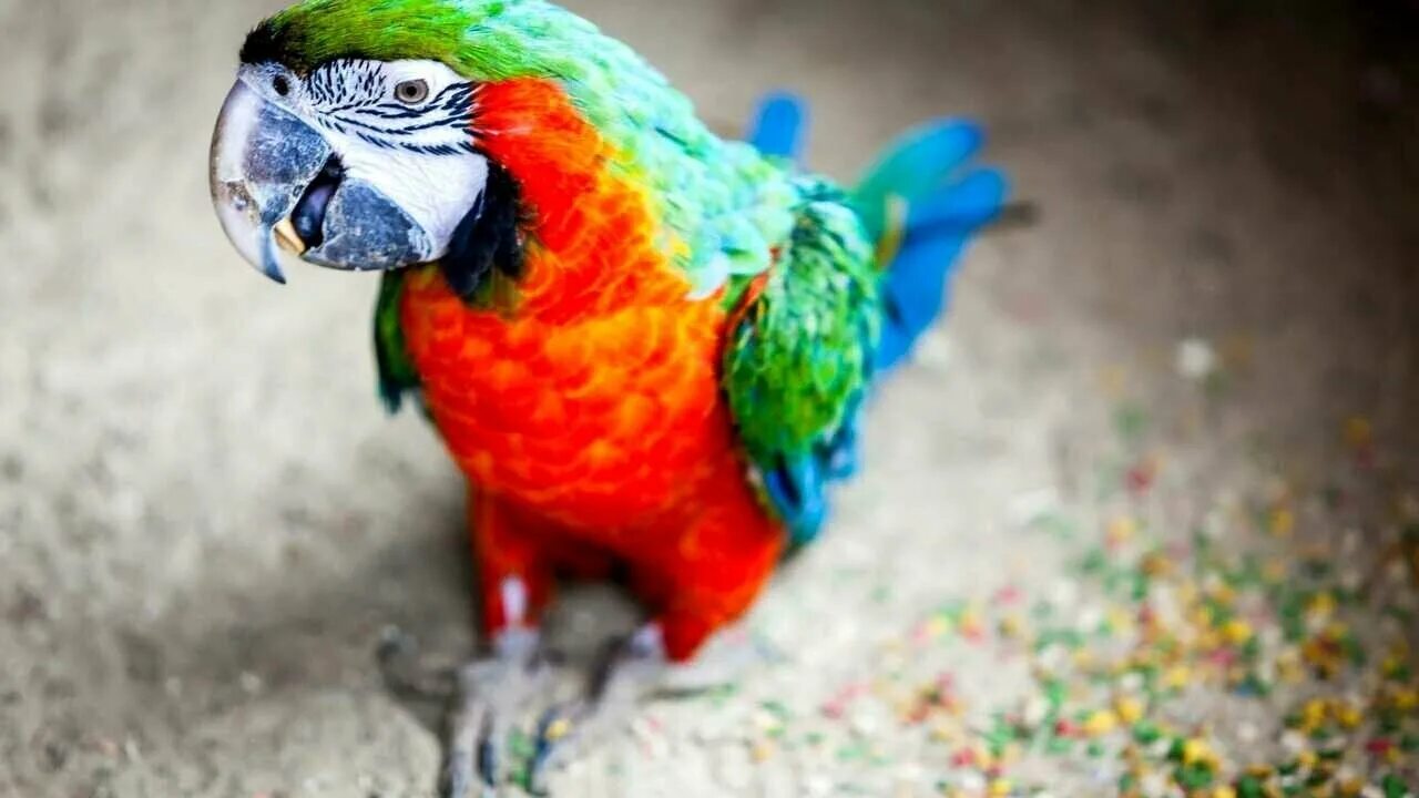 Разноцветное какаду. Попугай. Птицы попугаи. Попугай фото. Яркие животные.