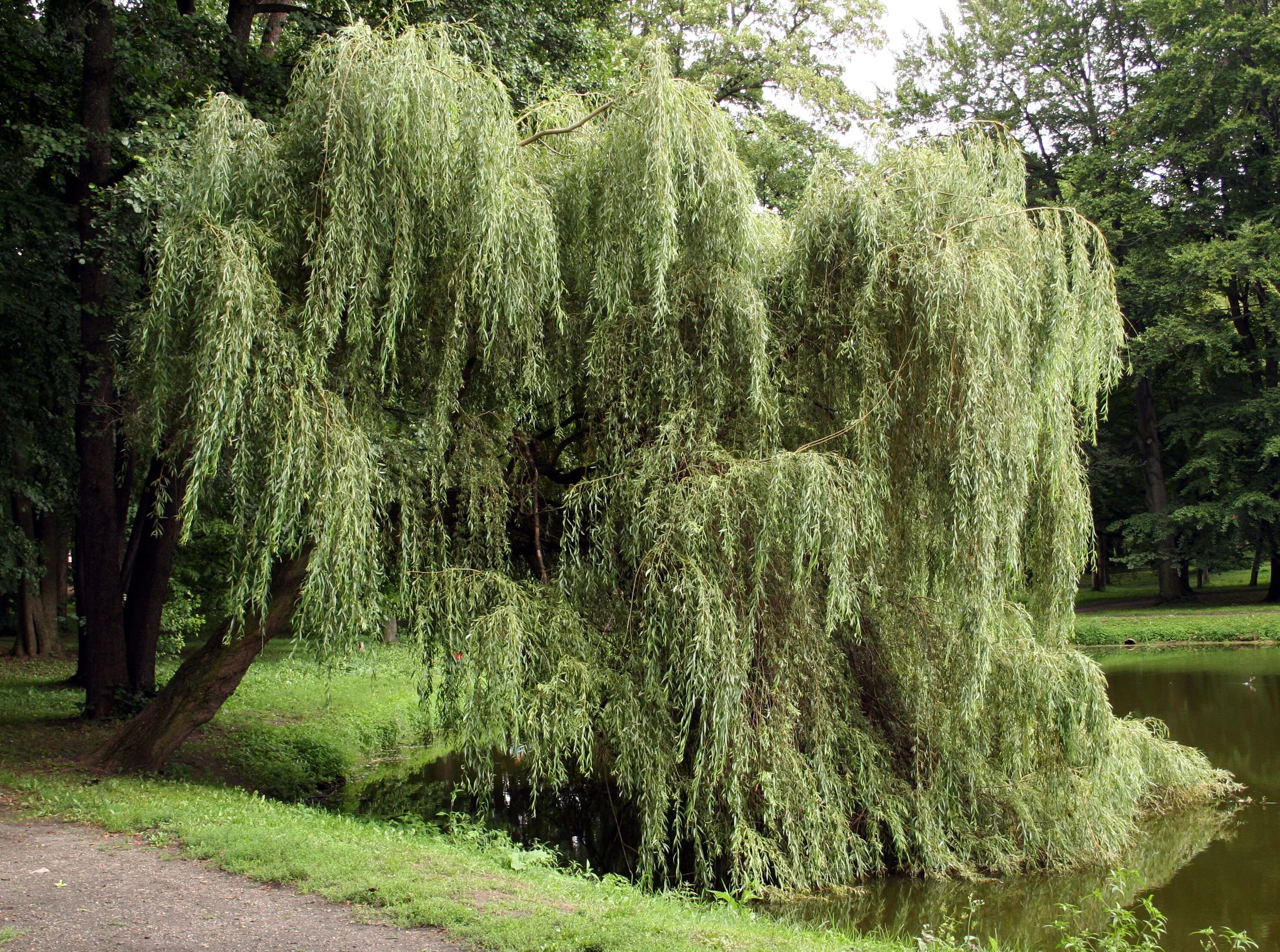 Ива белая tristis. Ива плакучая серебристая. Ива белая (Salix Alba). Ива белая плакучая Тристис. Верба название дерева