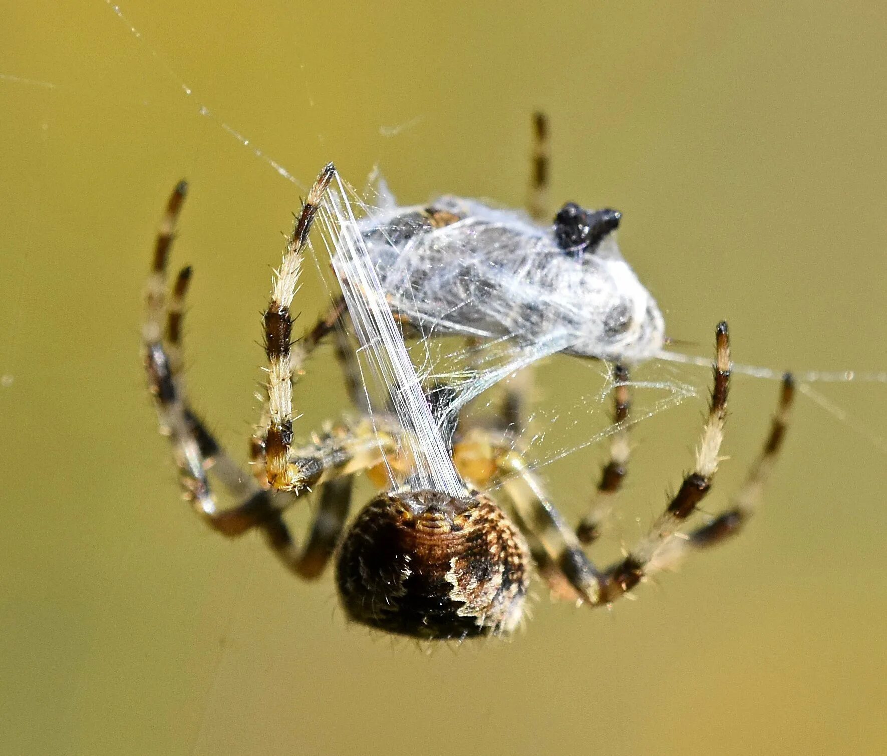 Паук крестовик черный. Паук крестовик дальневосточный. araneus alsine - крестовик зябкий. тарантул крестовик. паук крестовик приморский край.