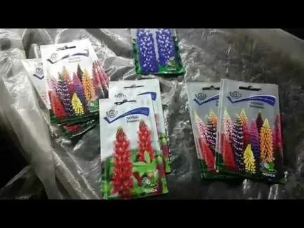 Люпин когда сажать семена на рассаду