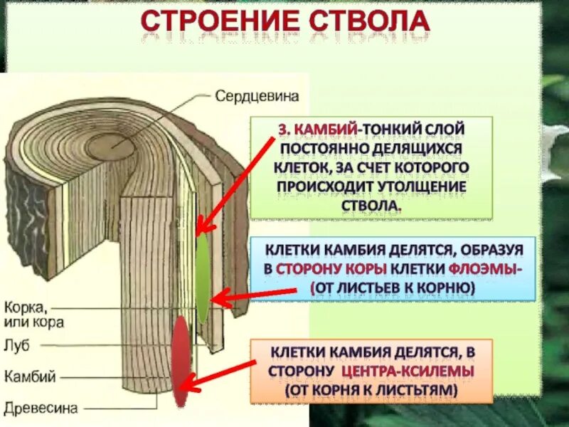 Строение ствола дерева биология. Структура древесины камбий. Древесина строение и функции. Строение ствола хвойного дерева.