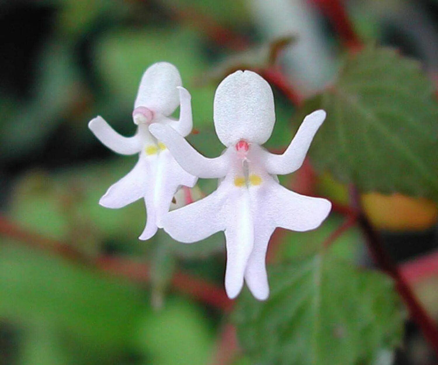 Жизнь похож на цветок. Орхидея Impatiens Bequaertii. Кальцеолярия uniflora. Орхидея Танцующие девушки Impatiens Bequaertii. Необычные формы цветов.