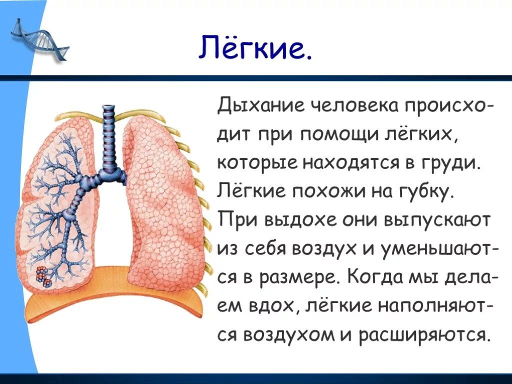 Информация о легких. Описание лёгких. Информация про легкие. Факты систем органов человека