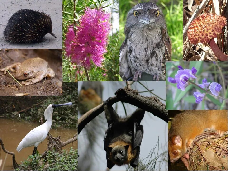 Растения и животные. Многообразие видов животных. Биологическое разнообразие. Сколько видов живых организмов существует на земле
