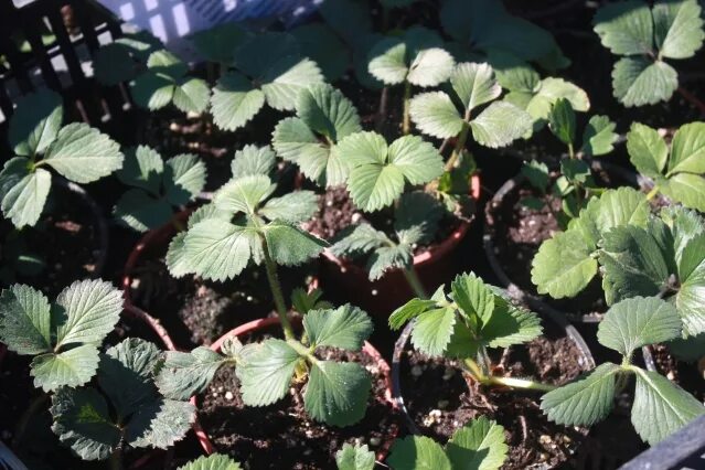 Клубника не цветет. Клубника не плодоносит. Цветущая и плодоносящая земляника. Клубника не цветет. Заморозки цветущей клубники.