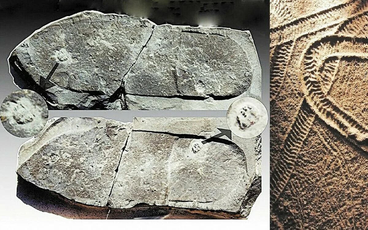 Древний след. Отпечатки древних людей на камнях. Древние окаменелости цивилизации. Отпечаток ботинка с раздавленным трилобитом. След от обуви на граните.
