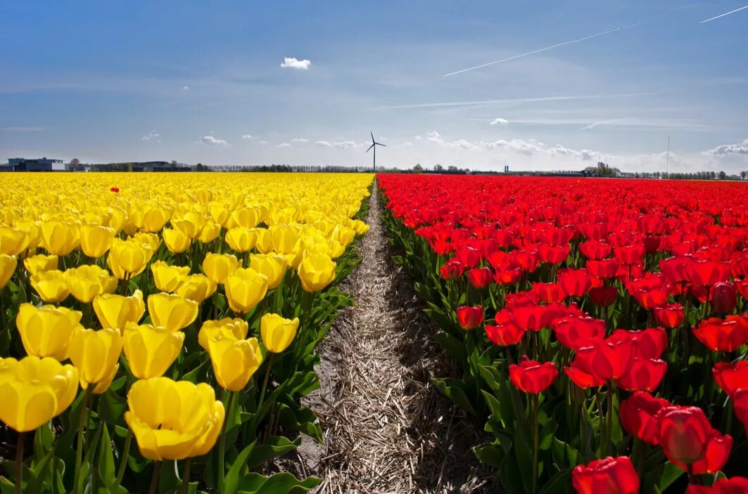 Где находится тюльпановое поле. Тюльпановые поля в Нидерландах. Тюльпановое поле Кемерово. Тюльпановые поля в Калининграде и Калининградской области. Тюльпановые поля в Калининградской области.