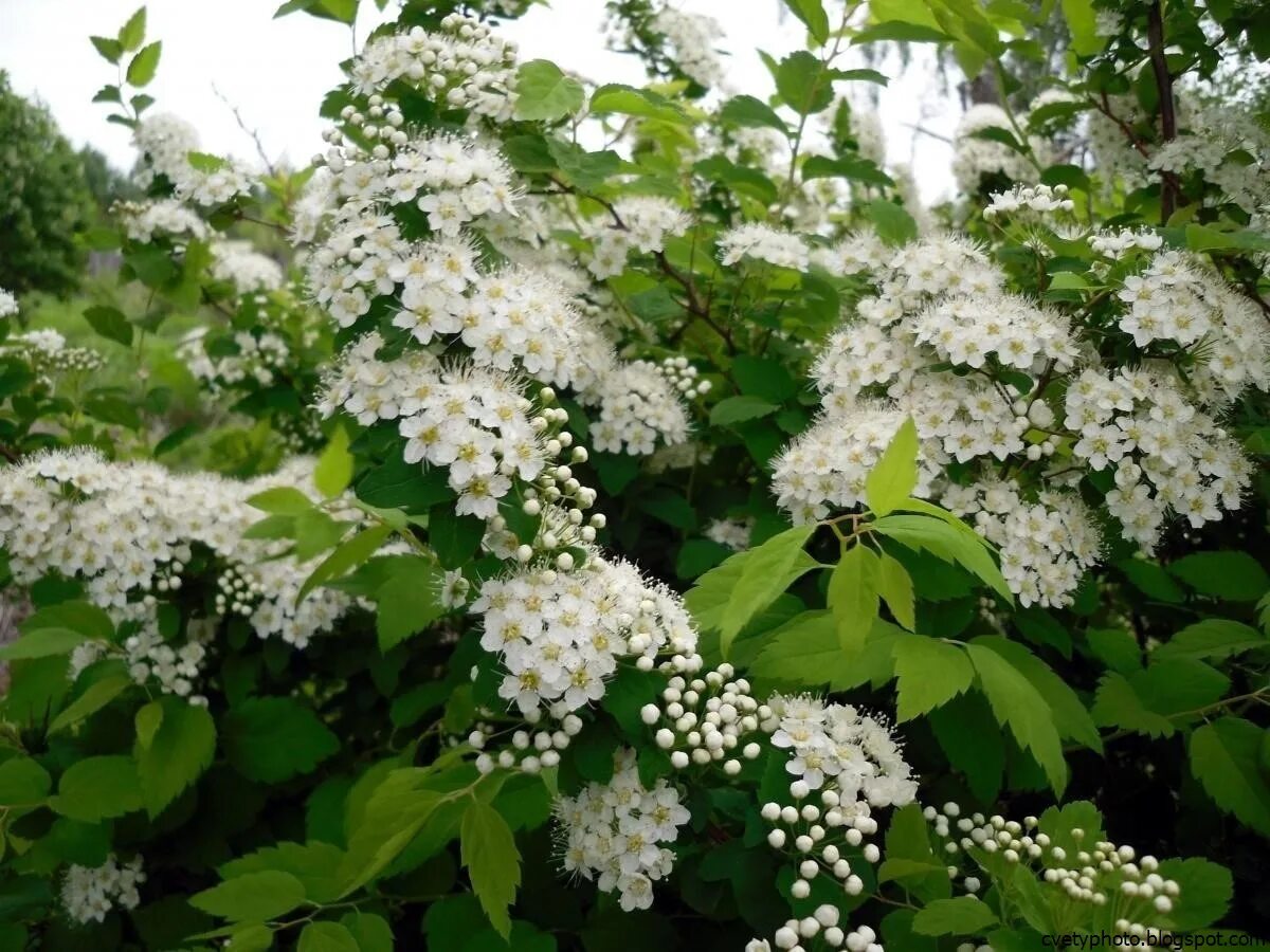 Белые кусты цветут в мае. Спирея Вангутта. Спирея весеннецветущая. Спирея Майская. Спирея метельчатая белая.