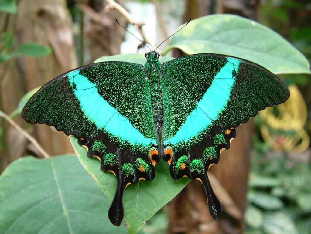 Бабочки живут всего. Амазонские бабочки. Нефритовая бабочка. Бабочка обитающая в Бразилии. Нефритовая бабочка в Китае.