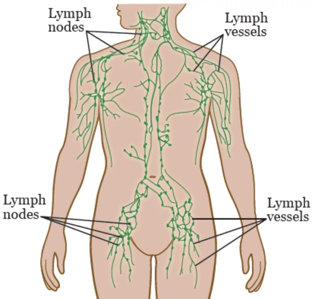 Лимфатические узлы расположение. Лимфатические узлы схема расположения. Расположение лимфатических узлов на теле человека схема. Лимфатические узлы на теле человека схема женский. Лимфоузлы на теле женщины схема