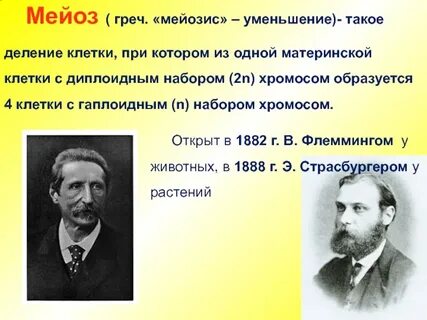 Мейоза образуется 4 гаплоидные клетки